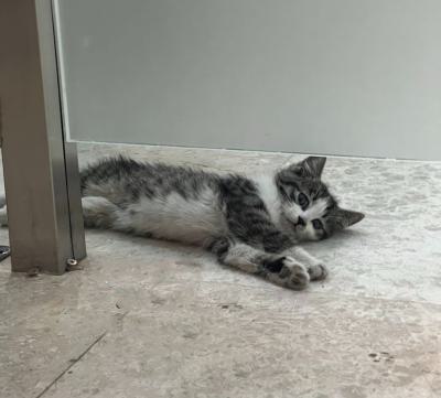 ⭐ واگذاری گربه DSH / ماده / 2.5 ماه