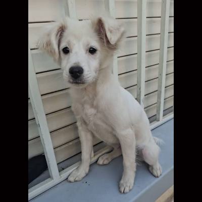 ⭐⭐ واگذاری اشپیتزِ شیطونِ عاشق محبت