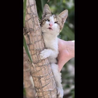 ⭐ واگذاری باهوشِ نابینا، دنبال پناه امن