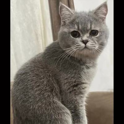 ⭐⭐ گمشده گربه اسکاتیش / کیش