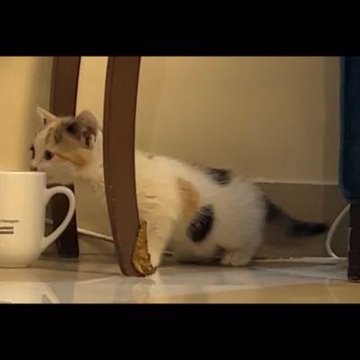 ⭐⭐⭐ واگذاری گربه DSH / دو ماه / نر و ماده