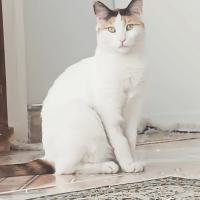 ⭐⭐ گمشده گربه DSH / تهران - خیابان گرگان