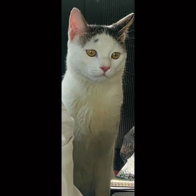 ⭐ واگذاری گربه DSH