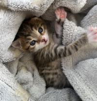 ⭐⭐ واگذاری گربه DLH / چهل روز / ماده