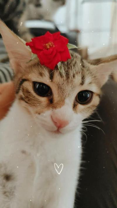 واگذاری گربه DSH / نر و ماده / 5 ماه