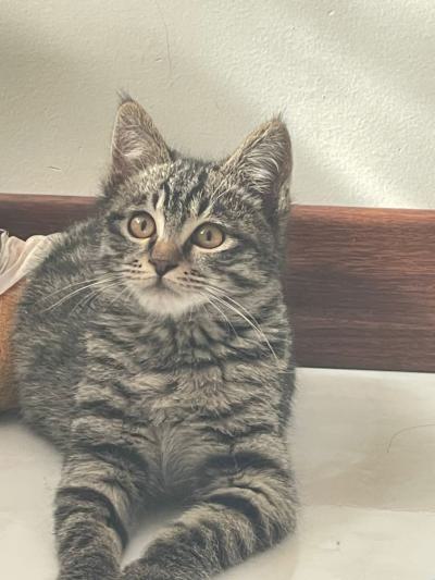 واگذاری گربه نر DSH