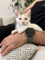 ⭐⭐ واگذاری گربه DSH / ماده / 4 ماه